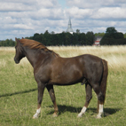 kungen